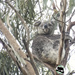 Ellie on high by koalagardens