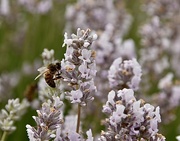 6th Jul 2022 - Edelweiss lavender