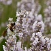 Edelweiss lavender by wakelys
