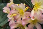 27th Jun 2022 - Vireya rhododendron