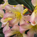 Vireya rhododendron by dkbarnett