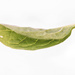 A leaf by dkbarnett
