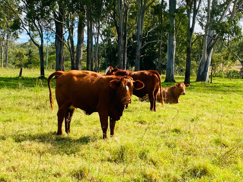 Happy cows by corymbia