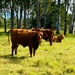 Happy cows by corymbia
