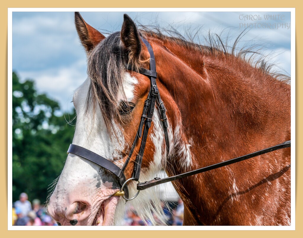 Clydesdale Heavy Horse by carolmw