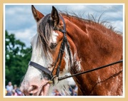 6th Jul 2022 - Clydesdale Heavy Horse