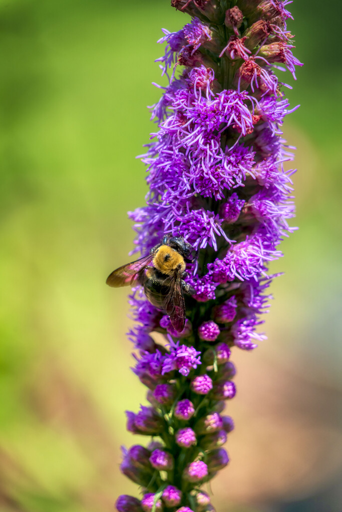 Gayfeather Bee by kvphoto