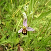 7th Jun 2022 - Bee Orchid