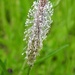 Hoary Plantain by oldjosh