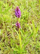 5th Jun 2022 - Southern Marsh Orchid