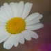 Cheery daisy......... by ziggy77