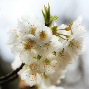 6th Jul 2022 - Looking Back at Spring Pear Blossoms