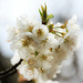 Looking Back at Spring Pear Blossoms by juliedduncan