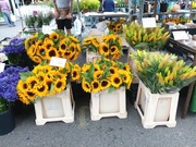 6th Jul 2022 - Sunflowers for Sale 