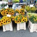 Sunflowers for Sale 