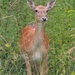 Fallow Deer by arkensiel