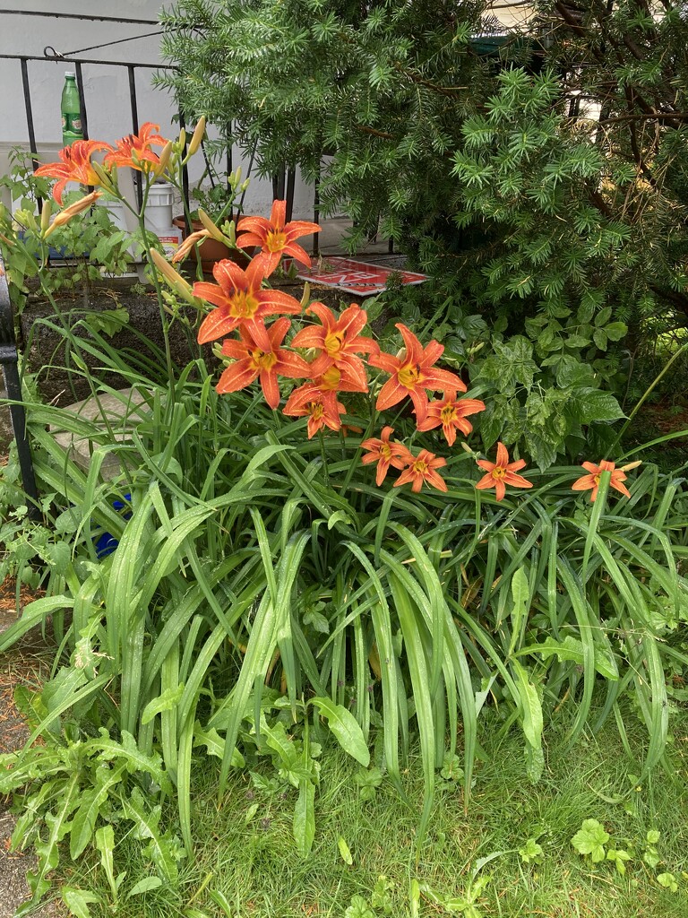 Lots of Day Lilies  by spanishliz