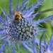 Close up of my blue thistle by anitaw