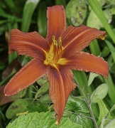 6th Jul 2022 - Day Lily