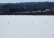 9th Mar 2022 - Three Eagles and an Otter at Wilbur Lake