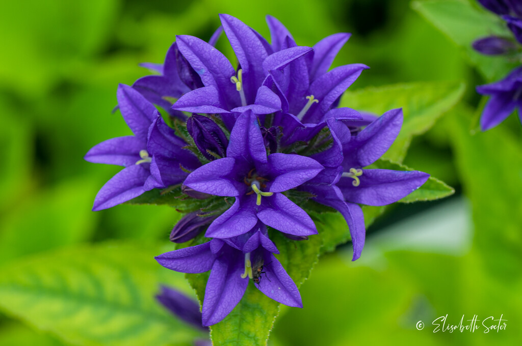 Blue flowers  by elisasaeter