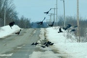 12th Mar 2022 - A Murder of Crows