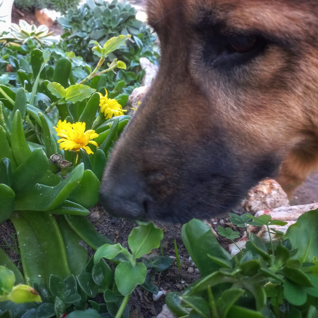 Smelling the flowers by salza