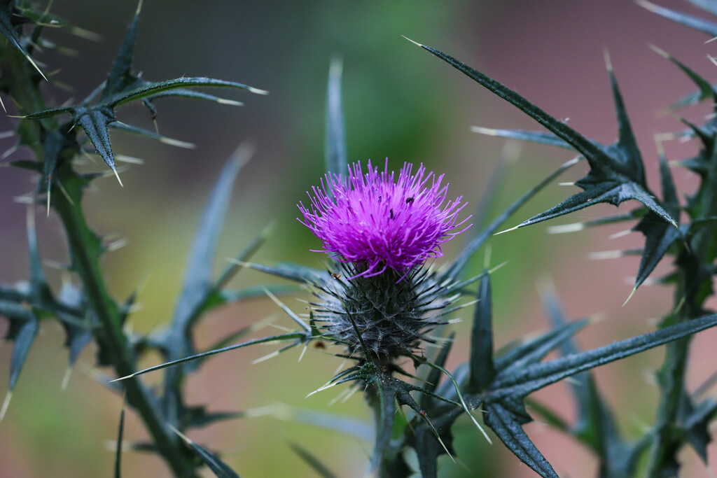Thistle by phil_sandford