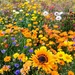 Superbloom at the Tower of London  by boxplayer