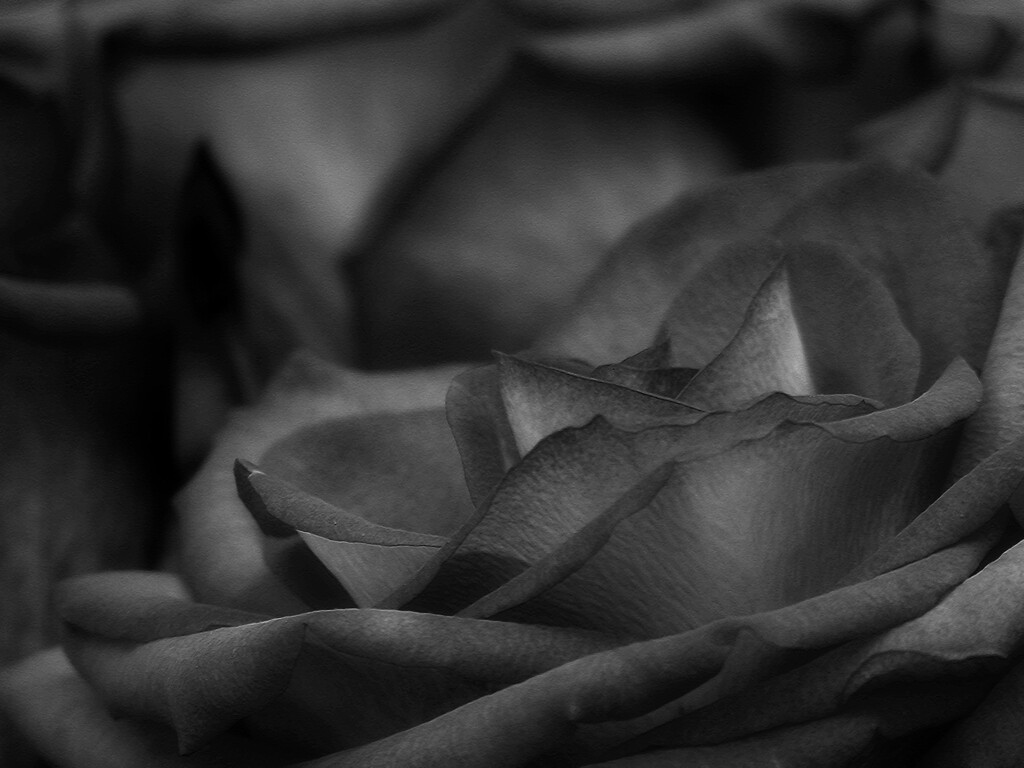 Rose petals... by marlboromaam