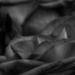 Rose petals... by marlboromaam