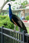 4th Jul 2022 - Colorful Peacock