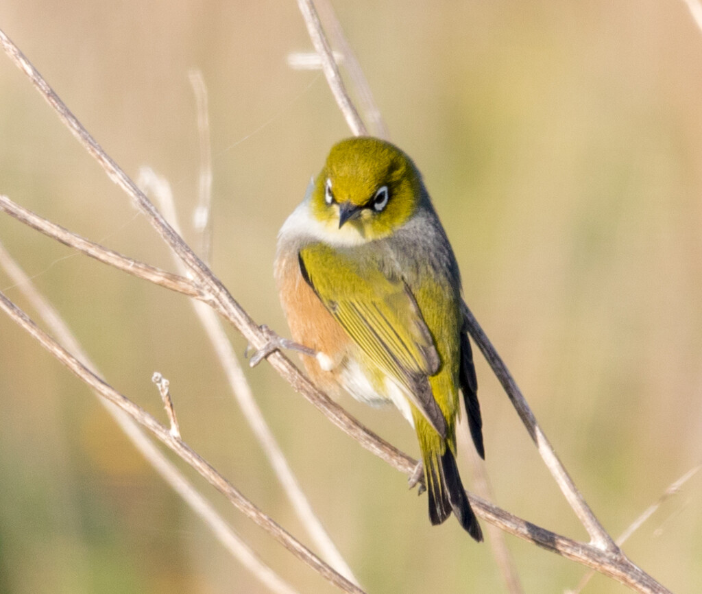 Silvereye taking a break from hopping branch to branch by creative_shots