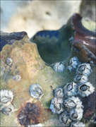 6th Jul 2022 - Barnacles on Flint Eolith