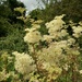 Meadowsweet  by 365projectorgjoworboys