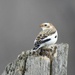 Snow Bunting by sunnygreenwood