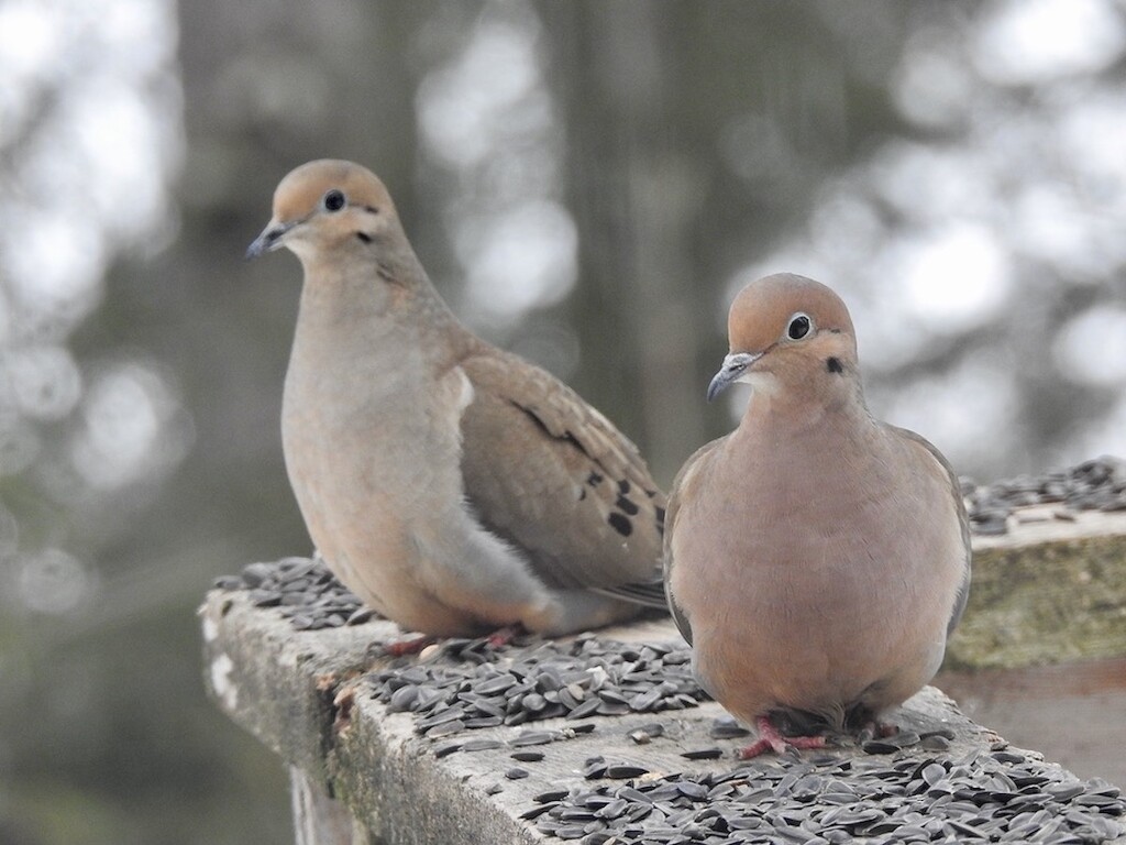 Mourning   Dove by sunnygreenwood