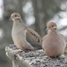 Mourning   Dove by sunnygreenwood