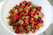 6th Jul 2022 - Home grown strawberries