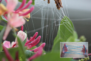 5th Jul 2022 - Spider web 