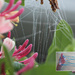 Spider web  by pennyrae