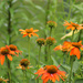 Orange cone flowers  by pennyrae