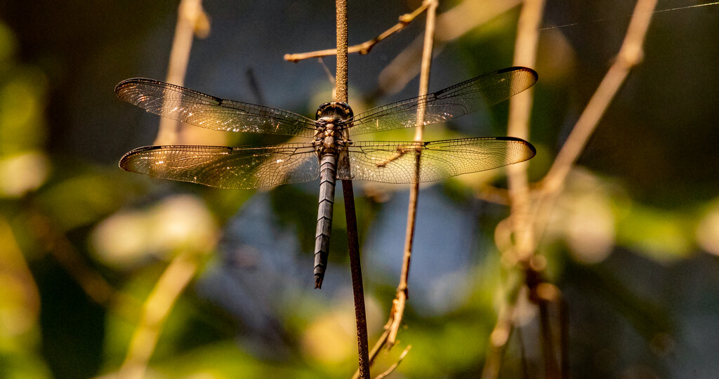 Dragonfly Getting Sun! by rickster549