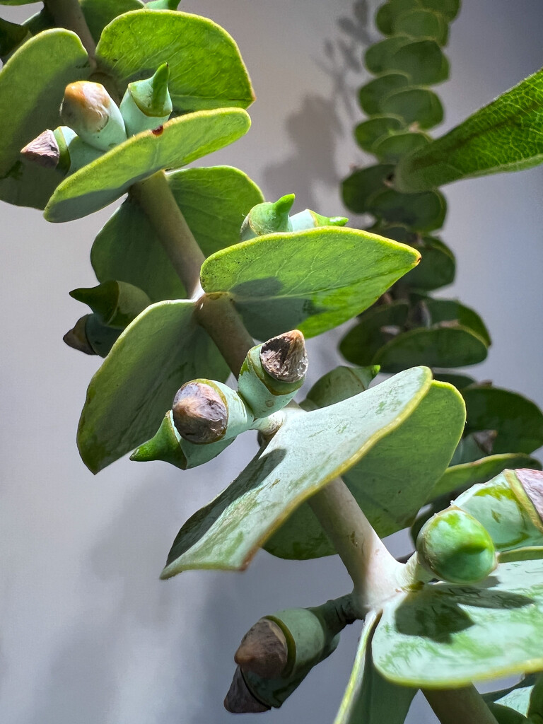 Eucalyptus greens in a bouquet by shutterbug49