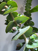 6th Jul 2022 - Eucalyptus greens in a bouquet