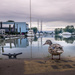 Duck on Dock by cdcook48