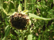 6th Jul 2022 - Sunflower seeds