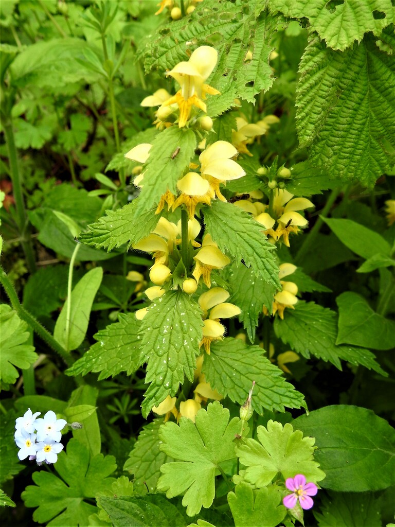 Yellow Archangel by oldjosh