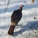 Wild Turkey by sunnygreenwood