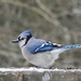 Blue Jay by sunnygreenwood